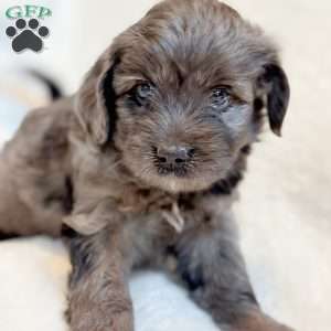REMY, Mini Aussiedoodle Puppy